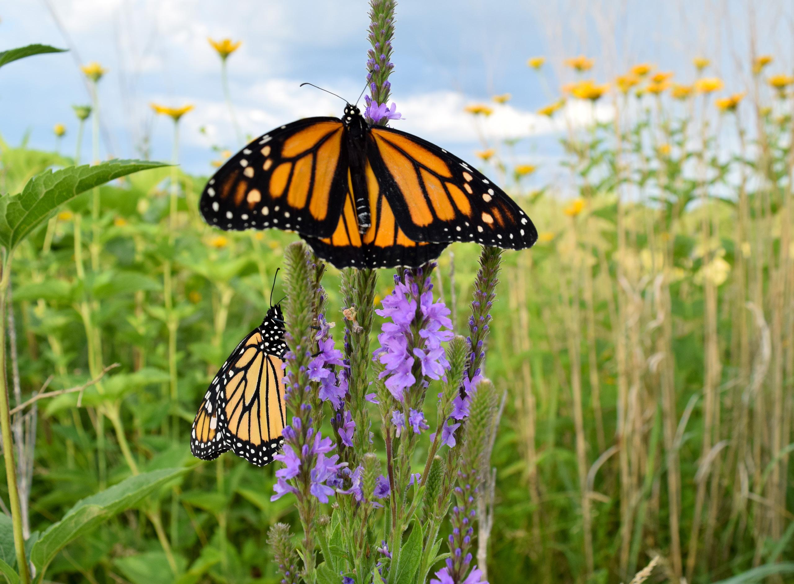 Pollinator Power