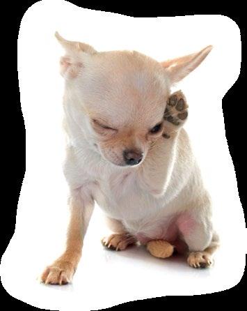 Cover for Alergia a los alimentos