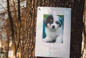 Cover for Qué hago si pierdo a mi perro?