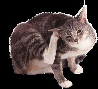 Cover for Parásitos en el gato