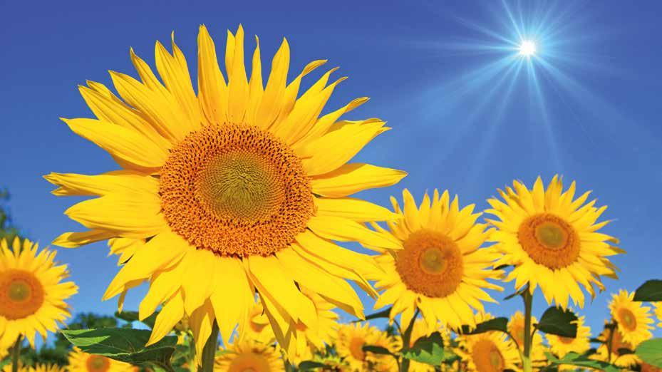 Cover for Jahrestage