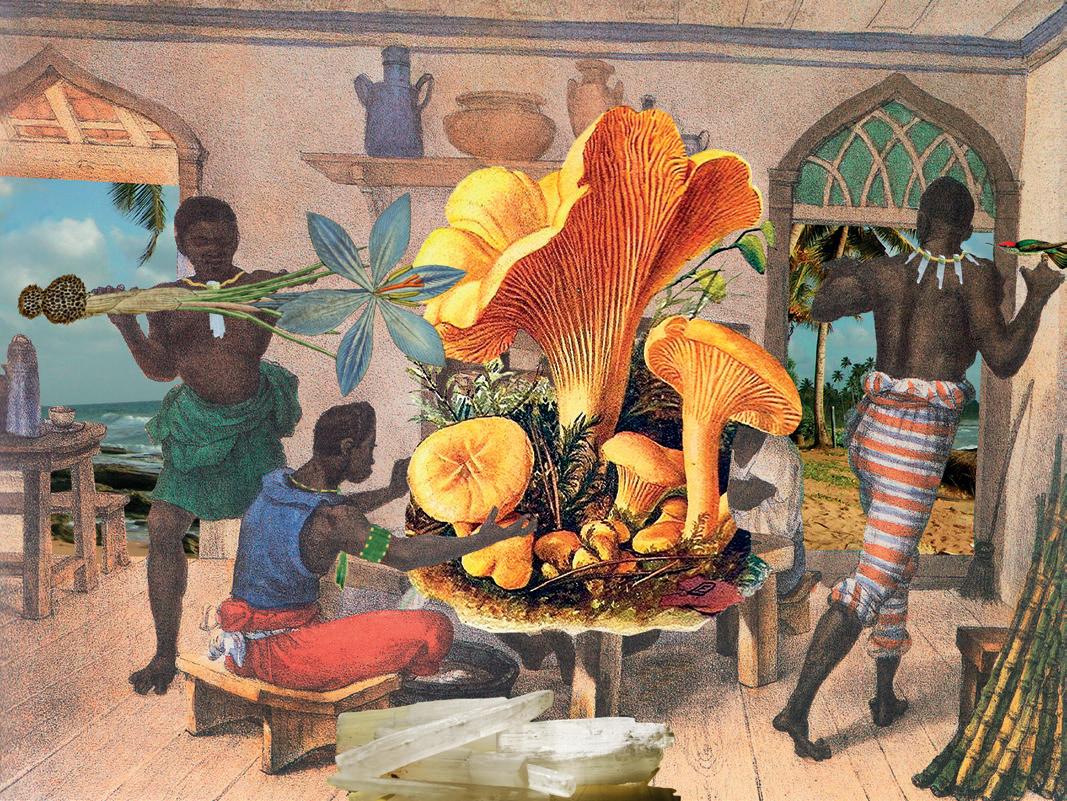 AVES DE MOÇAMBIQUE, image size:1067x801