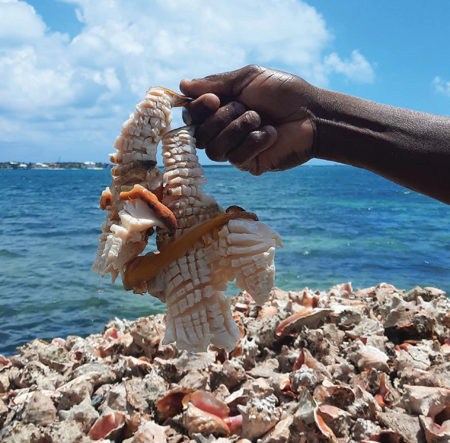 Cover for Bahamian Royalty: The Queen Conch