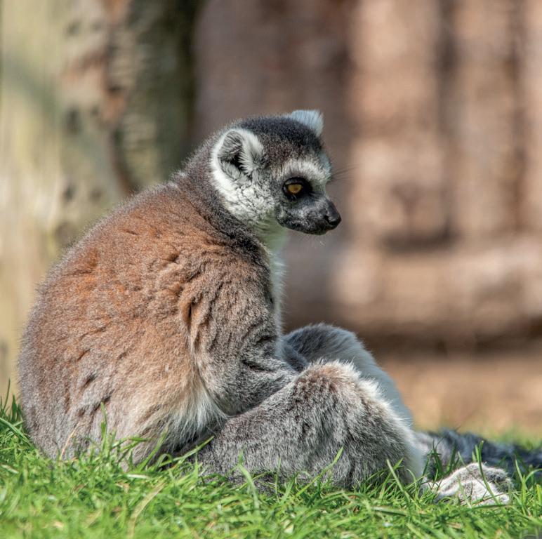 Cover for On the wild side