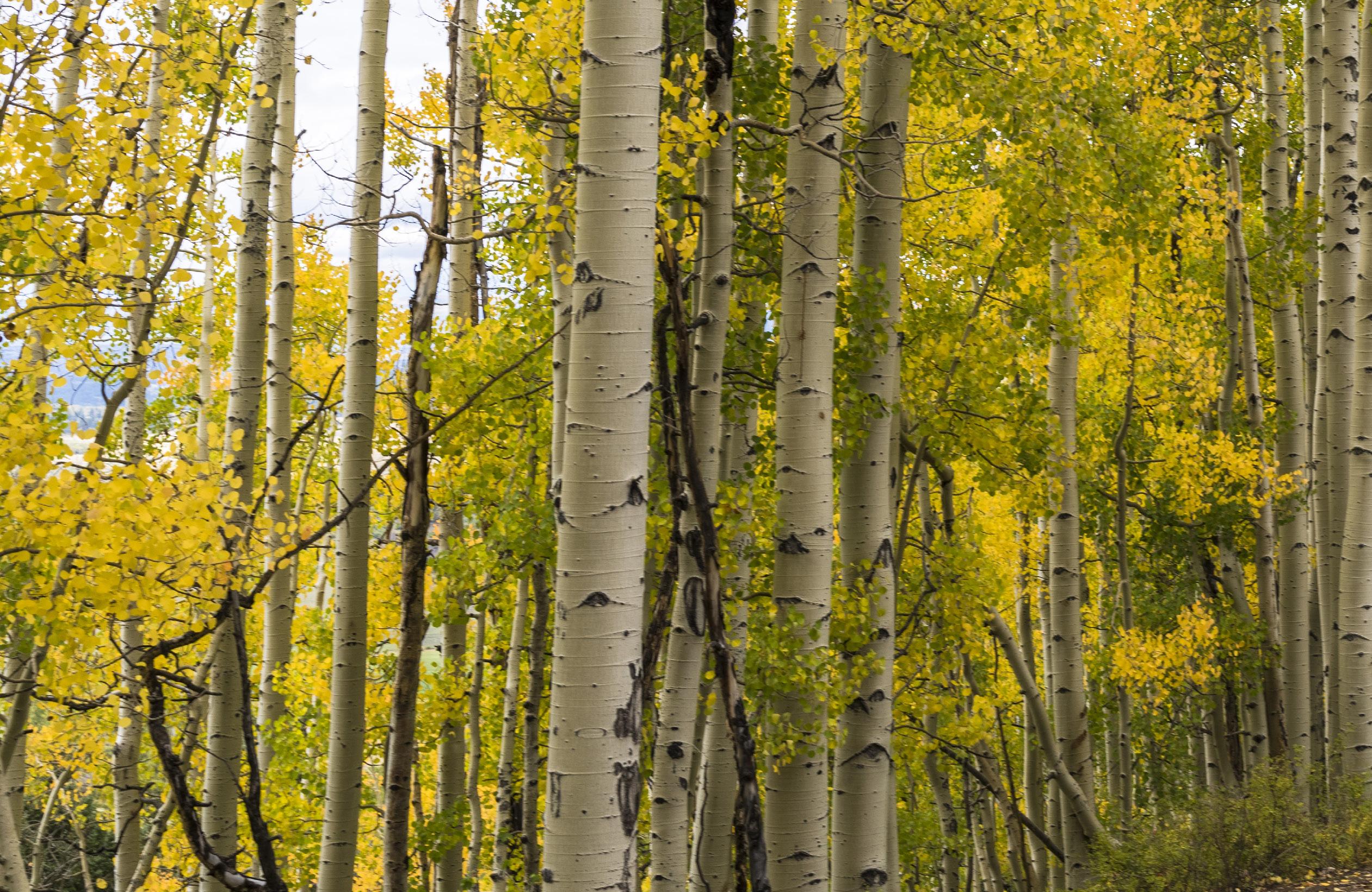 Cover for Epic Day Trips