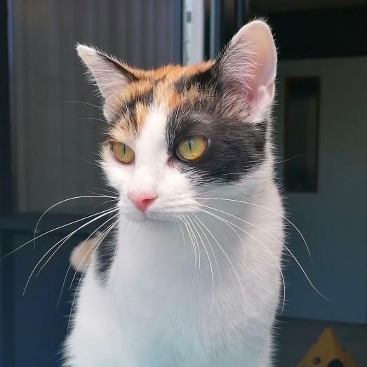 Cover for Nooit Gedacht