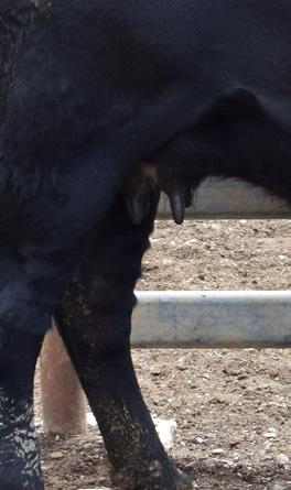 Cover for Assessing the udder suspension