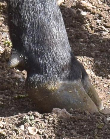 Cover for Assessing the foot angle