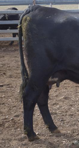 Cover for Assessing the rear leg side view