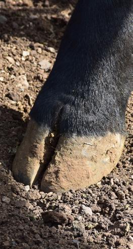 Cover for Assessing the claw set