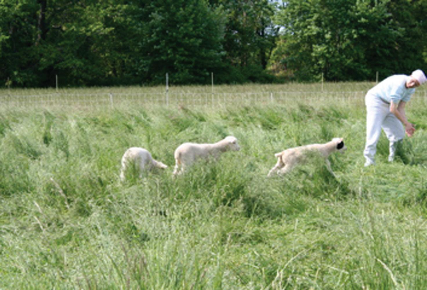 Cover for sIsTeR kATIe mcnAmARA, O.C.s.O