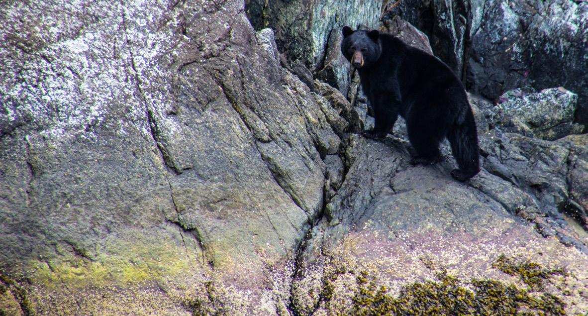 Cover for Contributors' Bios