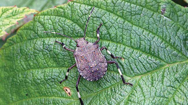 Biosecurity Levy to protect dried grape industries