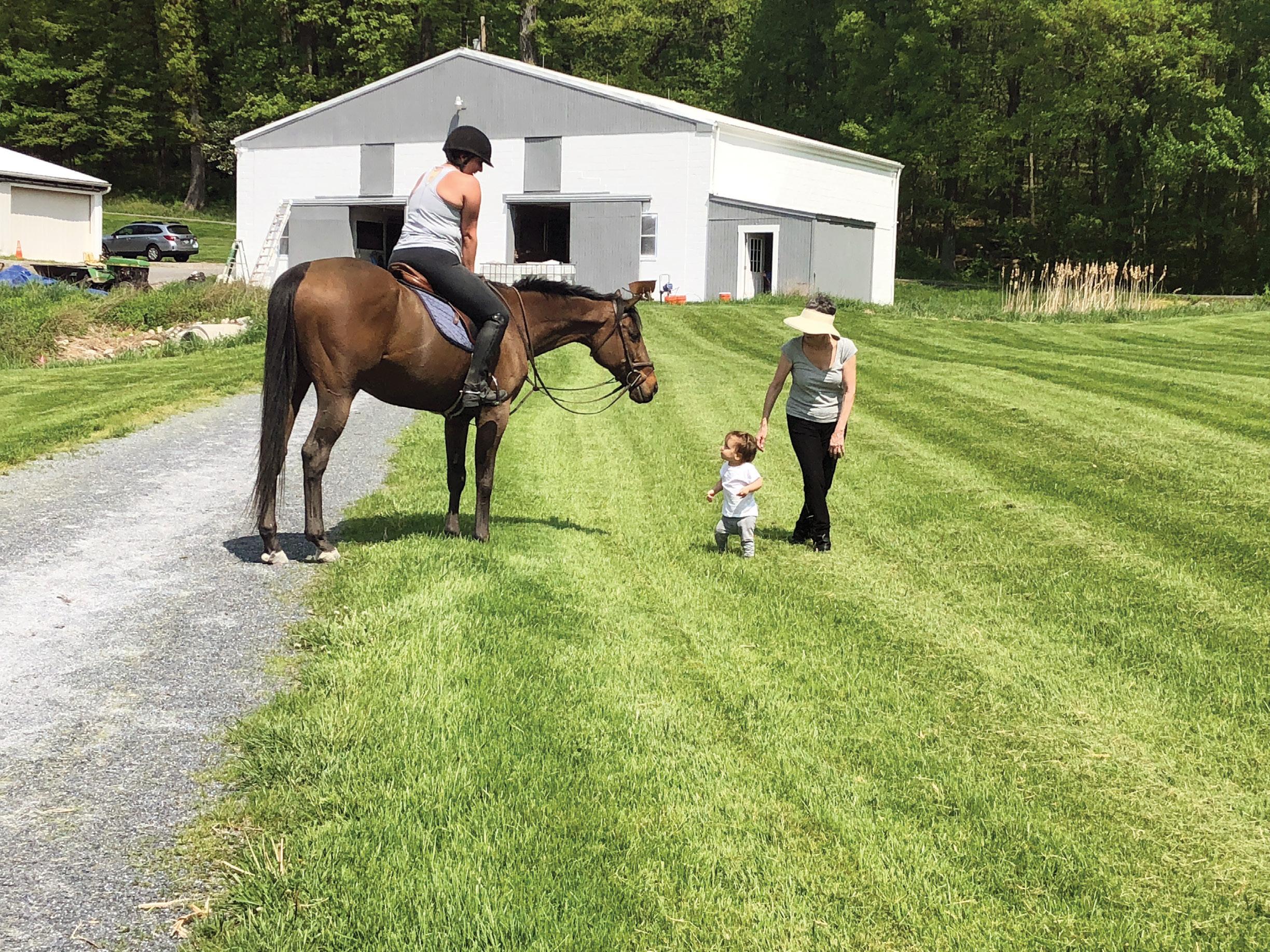 Practical Cotton  Horse Connection - The Horse Connection In Bedford  Village