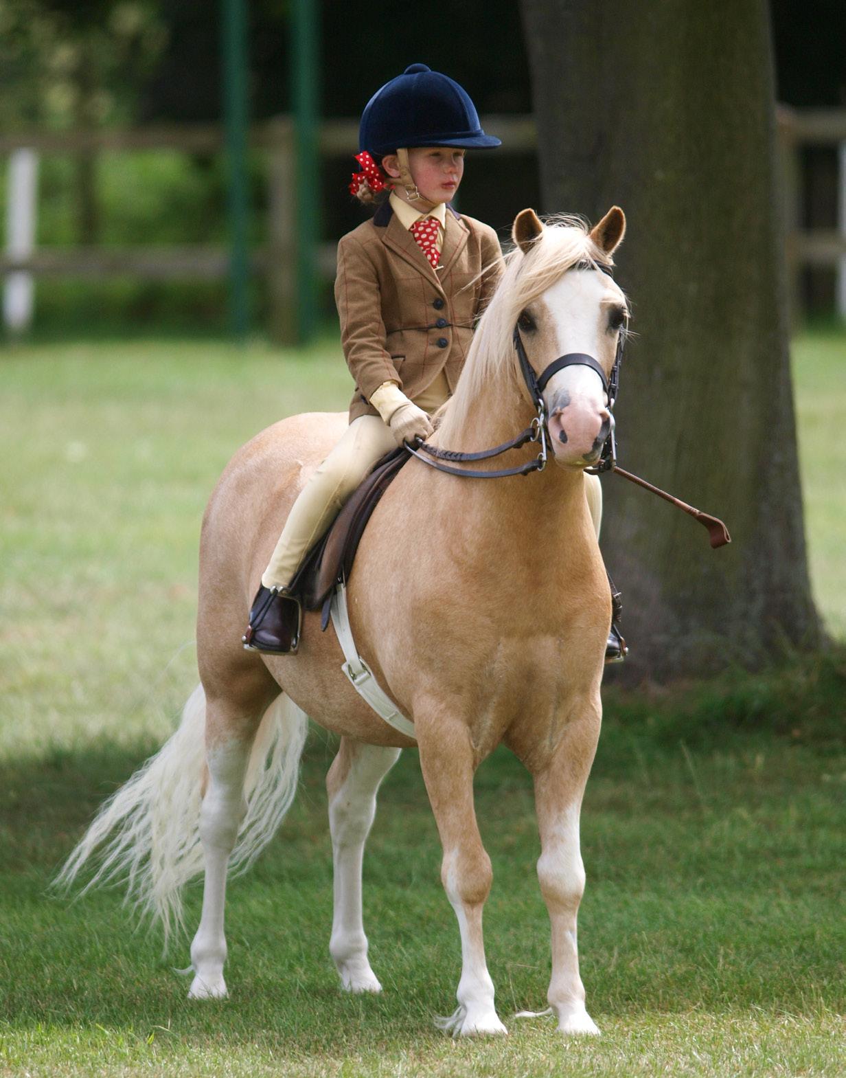 HORSE AND PONY BREEDS