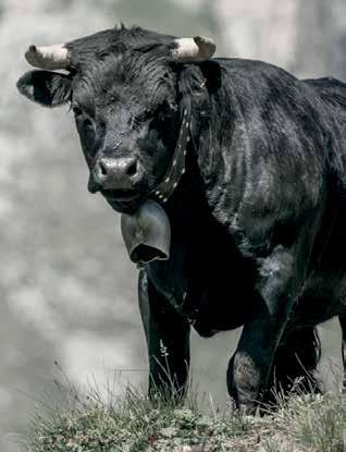 Cover for Douze fermes productrices de lait