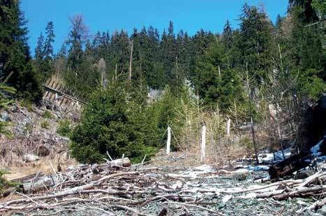 Cover for Et si la solution poussait dans nos forêts ?