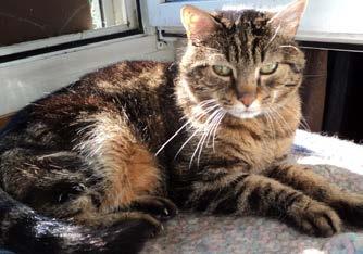 Cover for Tiere suchen ein Zuhause