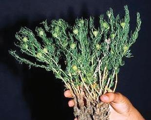 olive plant Heirloom Organic Olive Tree Seeds Great as indoor office plant or beau –  Shortcake Farms