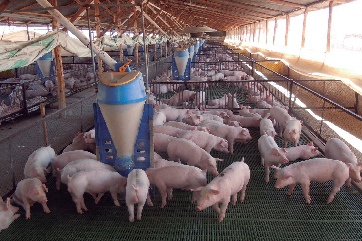 Cover for Producción porcina en