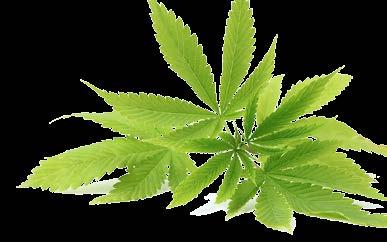 How Cannabis production business can be a success in Africa