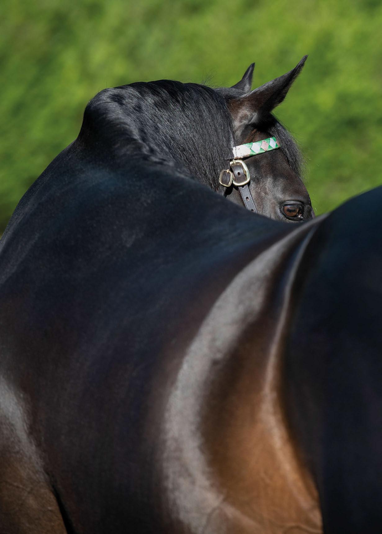 Thoroughbred Owner Breeder by The Owner Breeder image