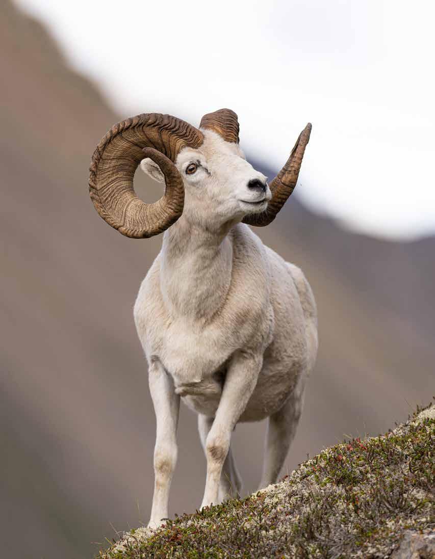 OR WSF Leather Patch Hat — Oregon Wild Sheep Foundation