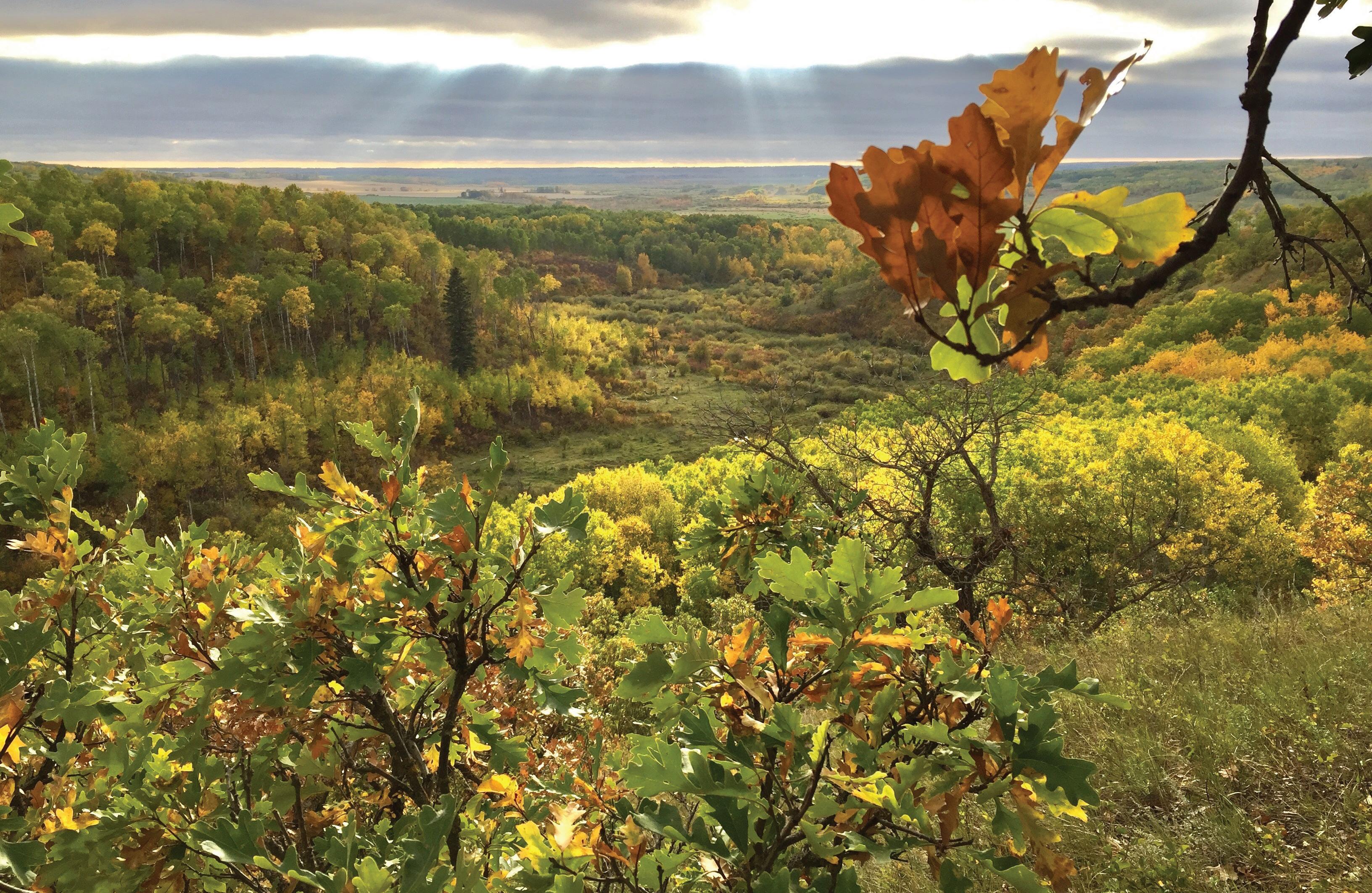 The Canadian Shorthorn Report Fall 2022 by Belinda Wagner Issuu