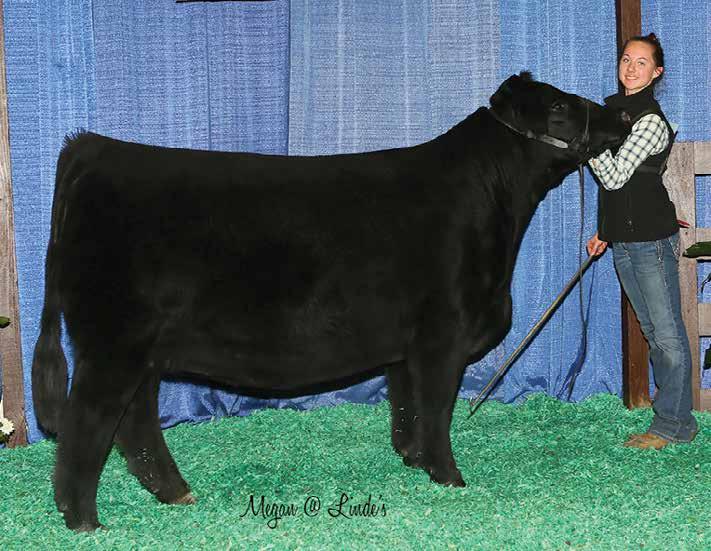 pennsylvania-fall-classic-simmental-sale-by-nighthawk-advertising