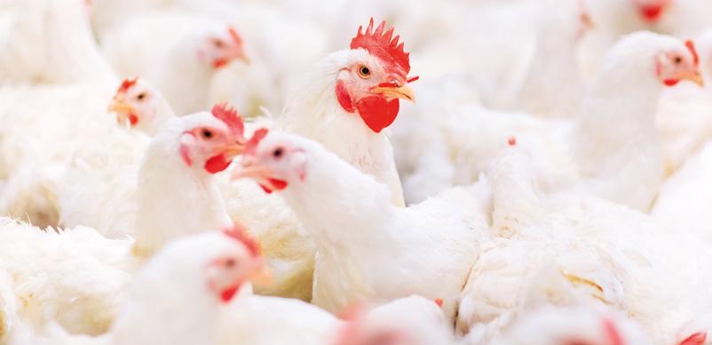 Practical aspects of feeding, crude fibre applications and problems with  digestion in poultry feed? - Lohmann Breeders