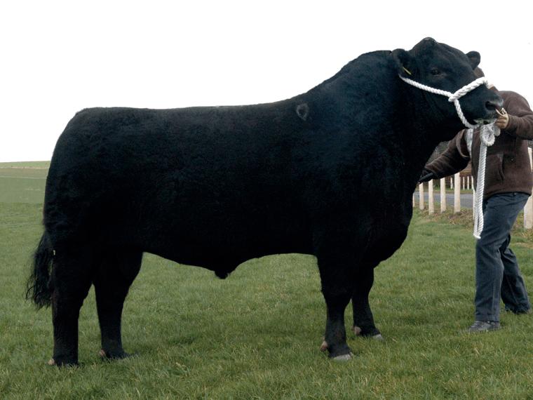 by elfyn Jones Issuu