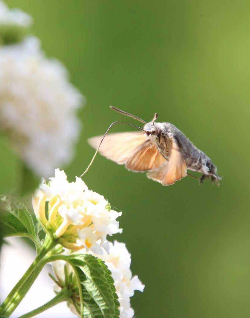 Cover for Mission Possible