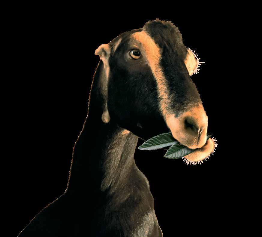 Cover for Rounds with the Vet