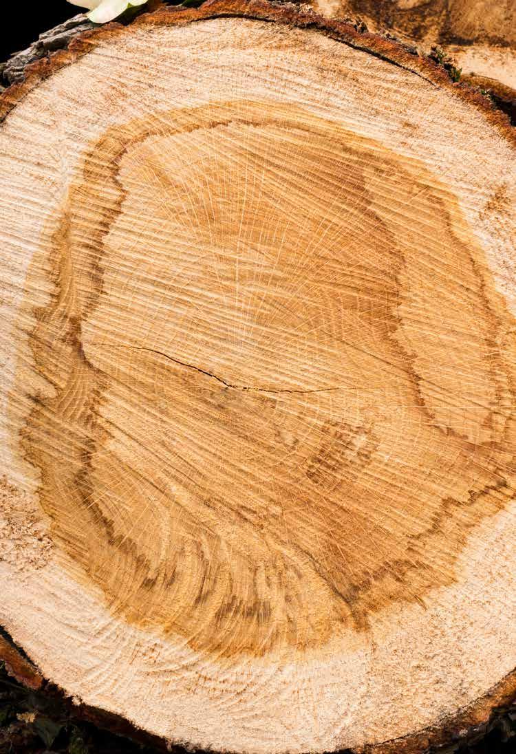 Using Tree-Rings to Reconstruct Fire History Information from Forested Areas