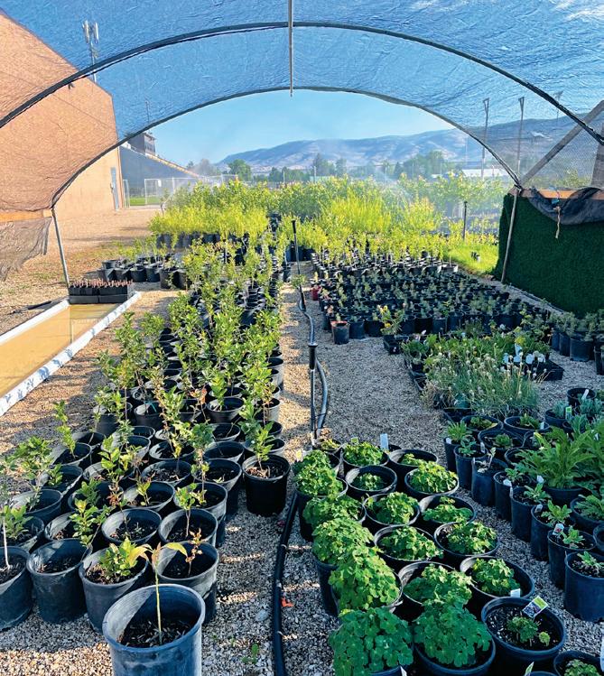 Gala Apple Trees for Sale at Arbor Day's Online Tree Nursery - Arbor Day  Foundation