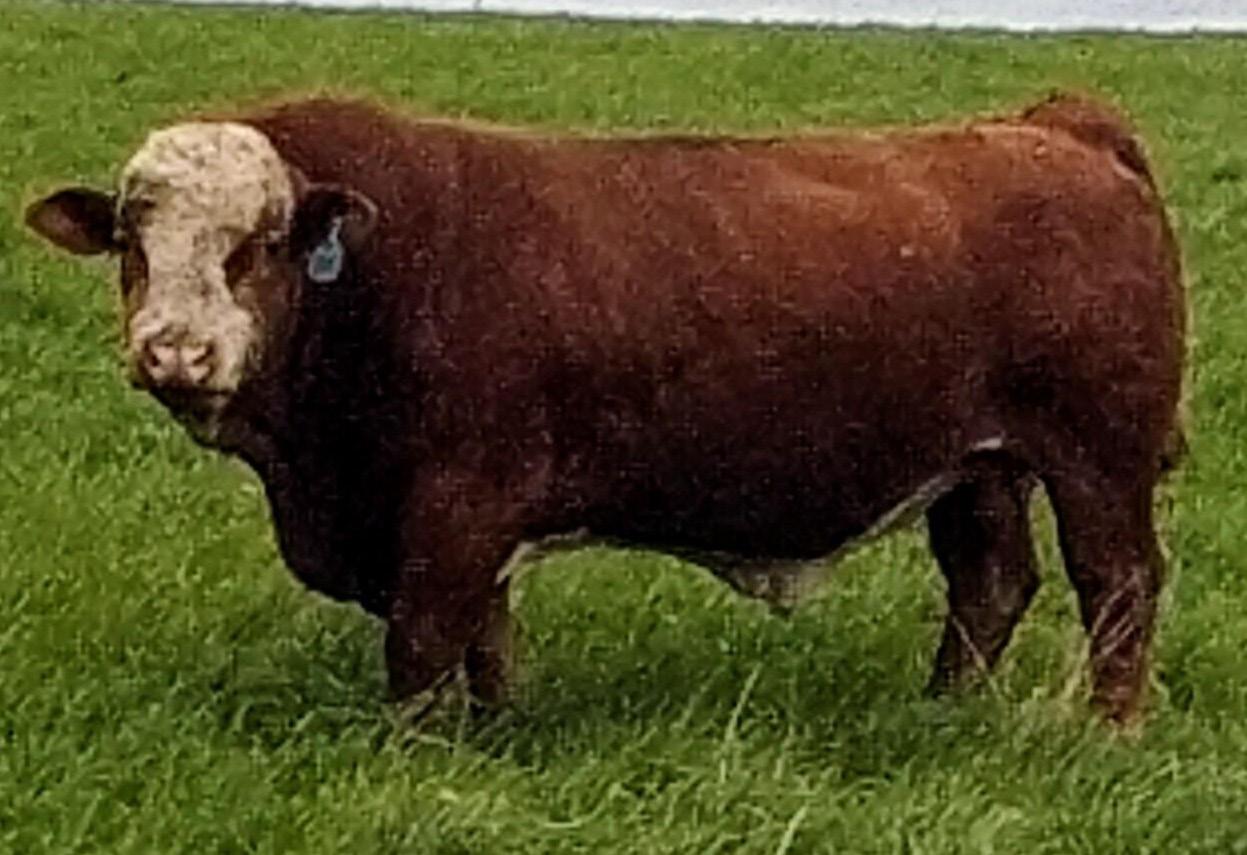 Red, White and Beautiful Fleckvieh Female Sale by ktklivestockservices