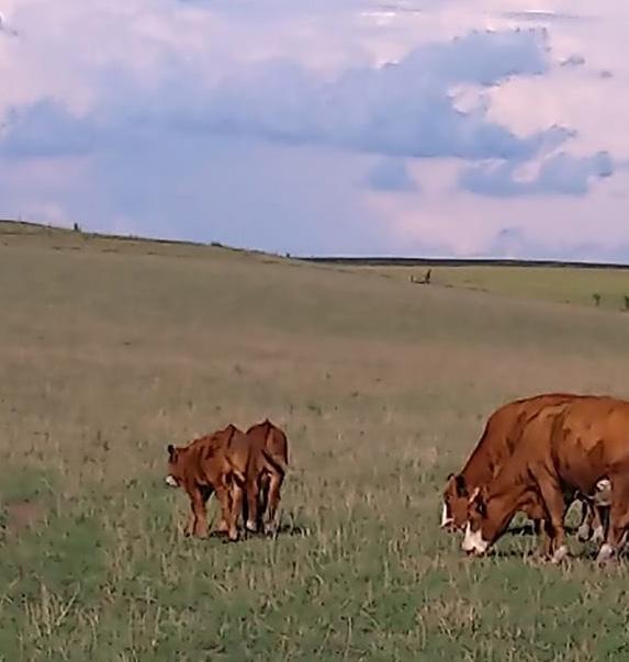 Red, White and Beautiful Fleckvieh Female Sale by ktklivestockservices