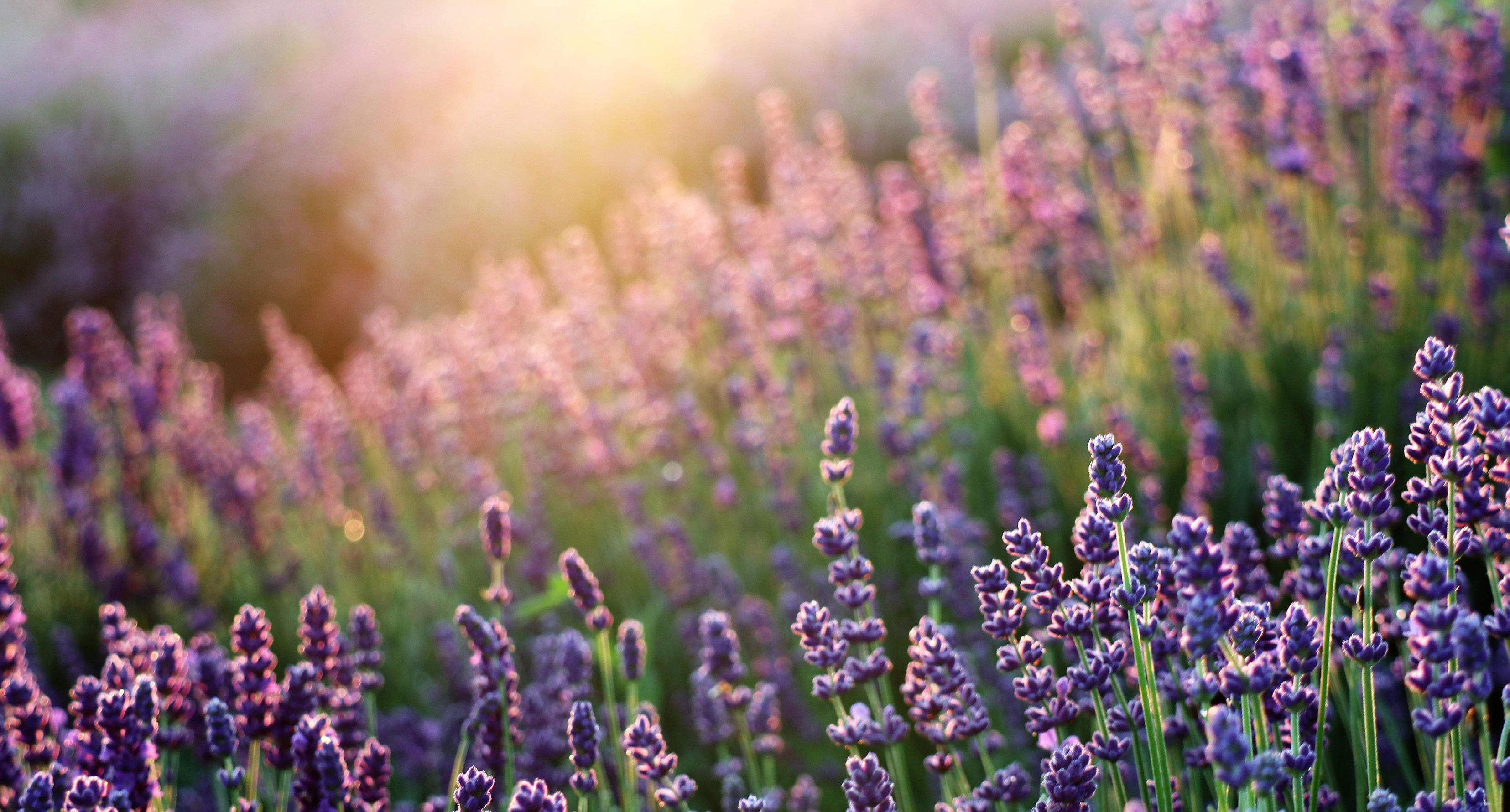 Lavendel Resort in Fredericksburg, Texas by Build Texas Media Issuu