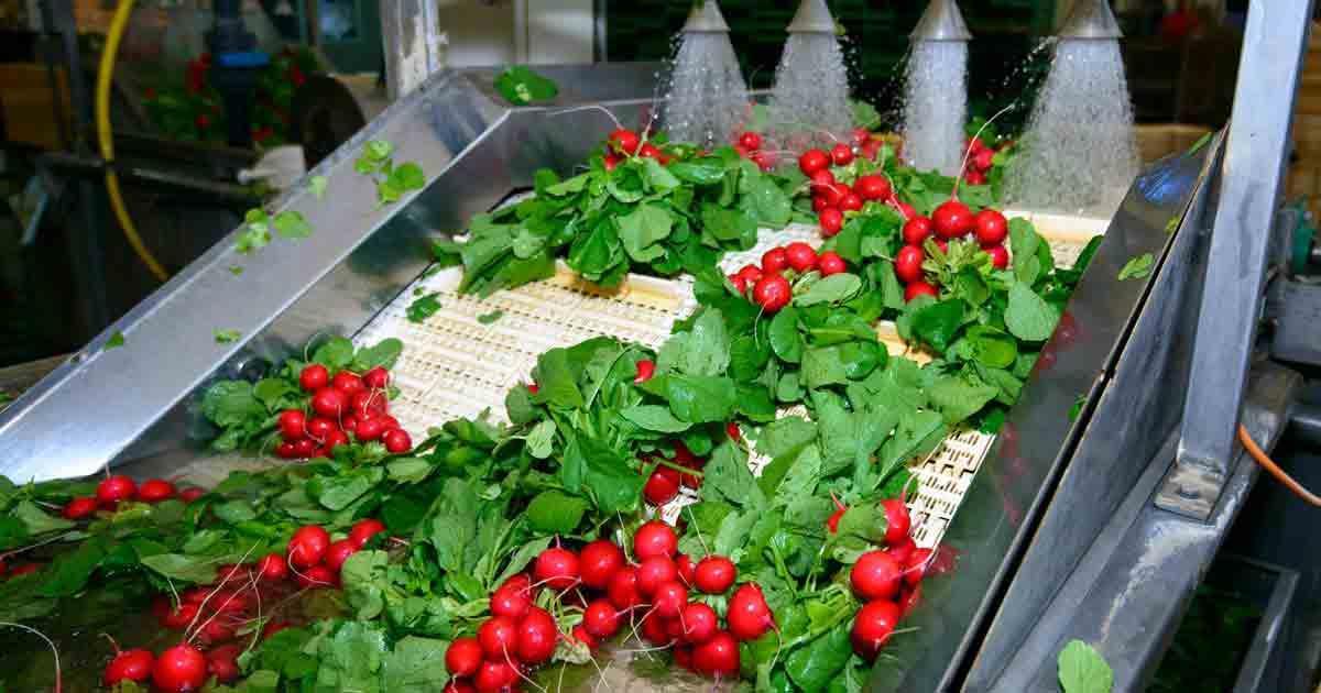 Global Perishable Prepared Food Manufacturing Market Insights, Trends