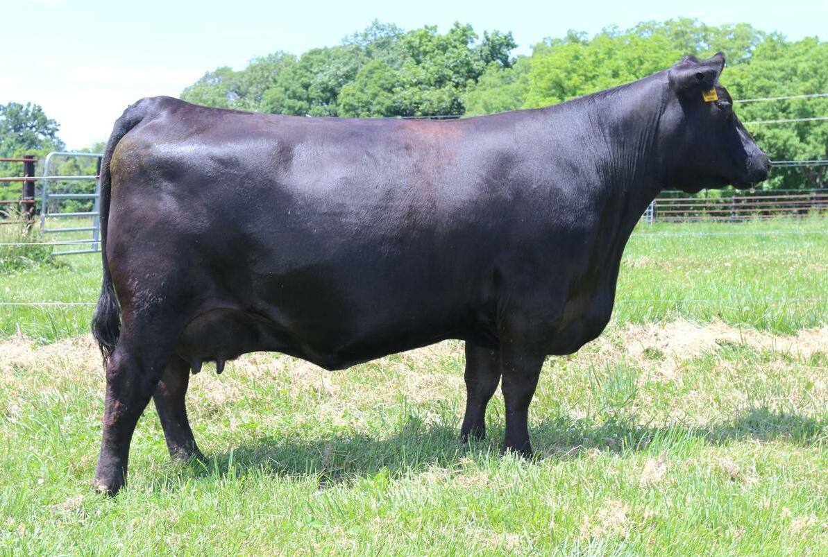 2022 Musgrave Angus Guide by Ranch House Designs Issuu