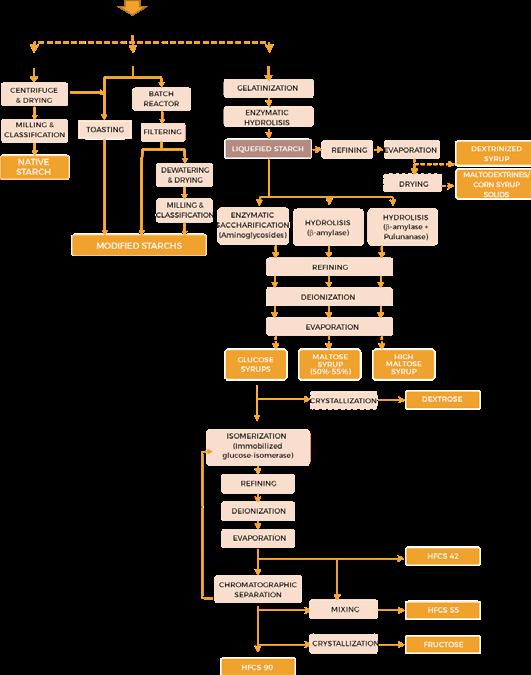 Corn Conversion Factors_Technical supporting document by Round Table on ...