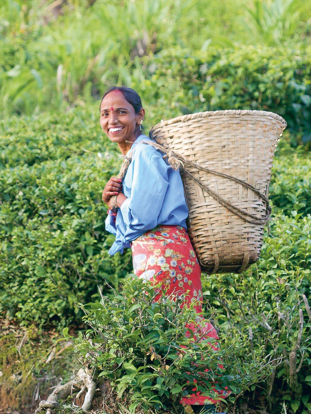 Acheter une plante d'intérieur en pot ou en panier → Fraîche du cultivateur  