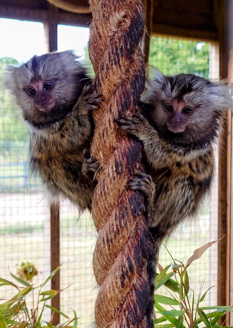 to Animal Management Shuttleworth College by The Bedford