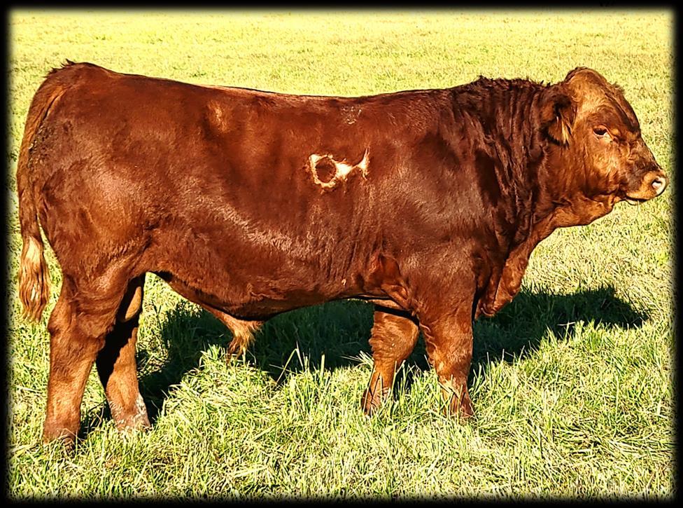 Dead Horse Creek Cattle Company 2022 Bull Sale by Dead Horse Creek Cattle Company Issuu