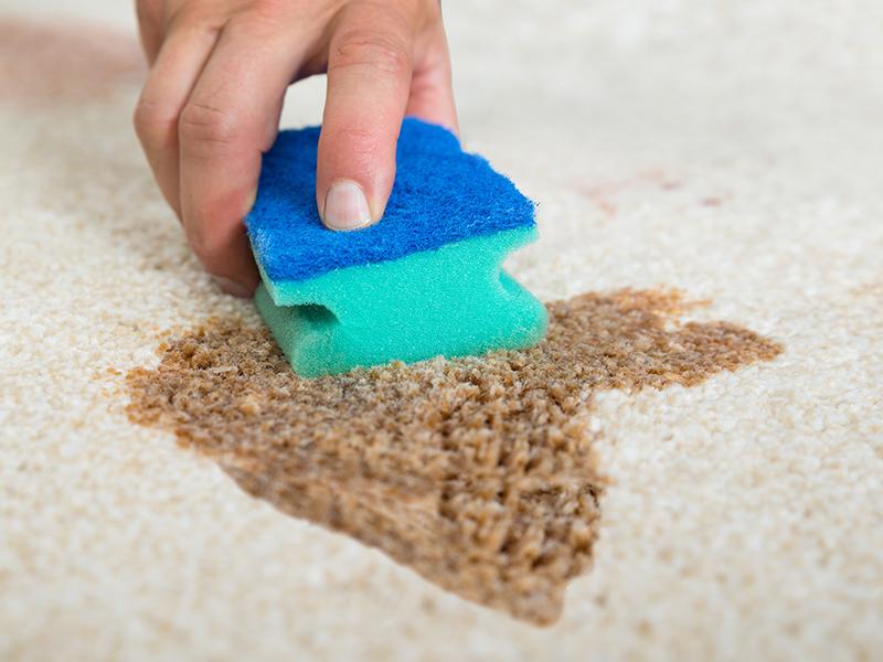 Carpet Stain Removal Service in Melbourne by Specialist by Carpet Stain