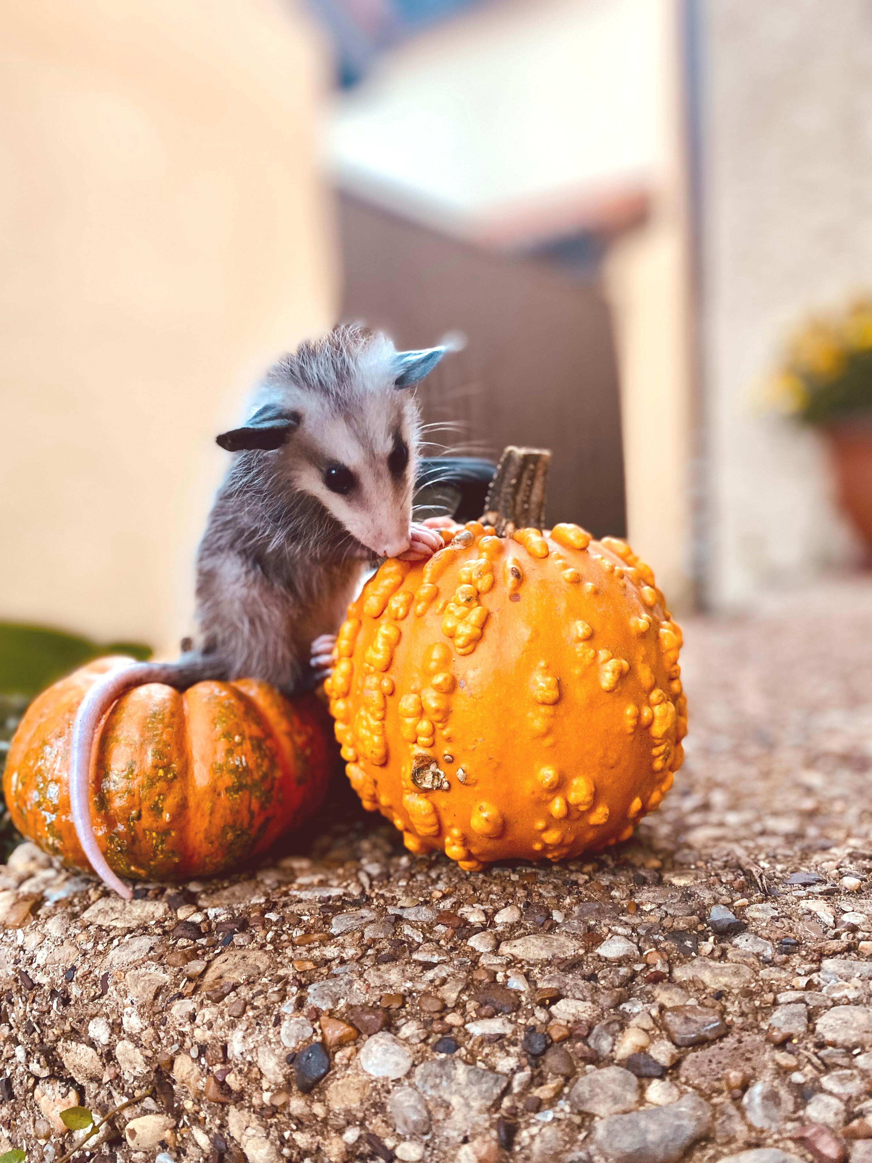 North Texas Wildlife Center Fall 2022 By Ntxwildlife Issuu north-texas-wildlife-center-fall-2022-by-ntxwildlife-issuu