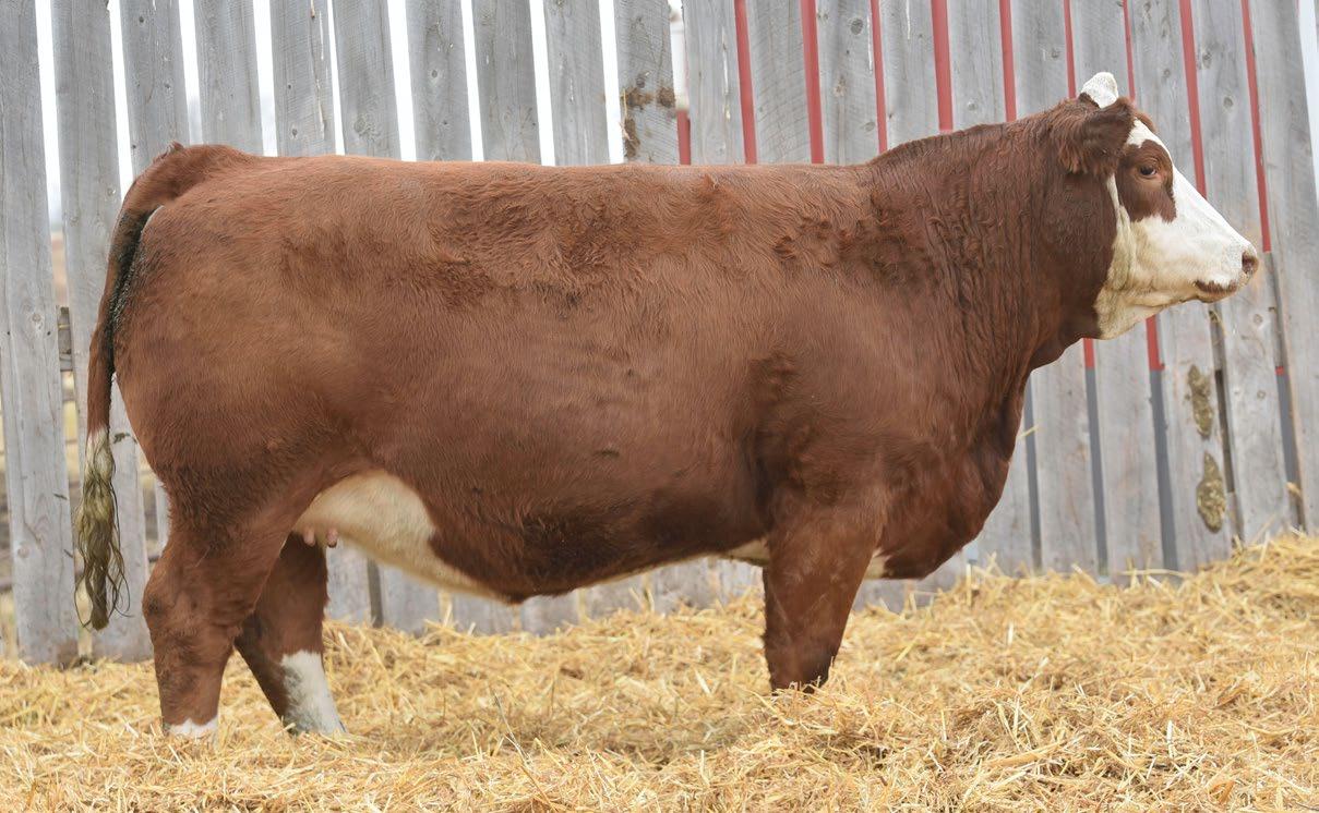 Western Harvest 10th Annual Bred Heifer Sale by Livestock Media Plus - Issuu