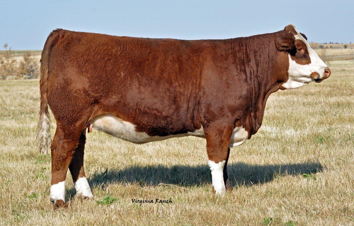 Western Harvest 10th Annual Bred Heifer Sale by Livestock Media Plus - Issuu