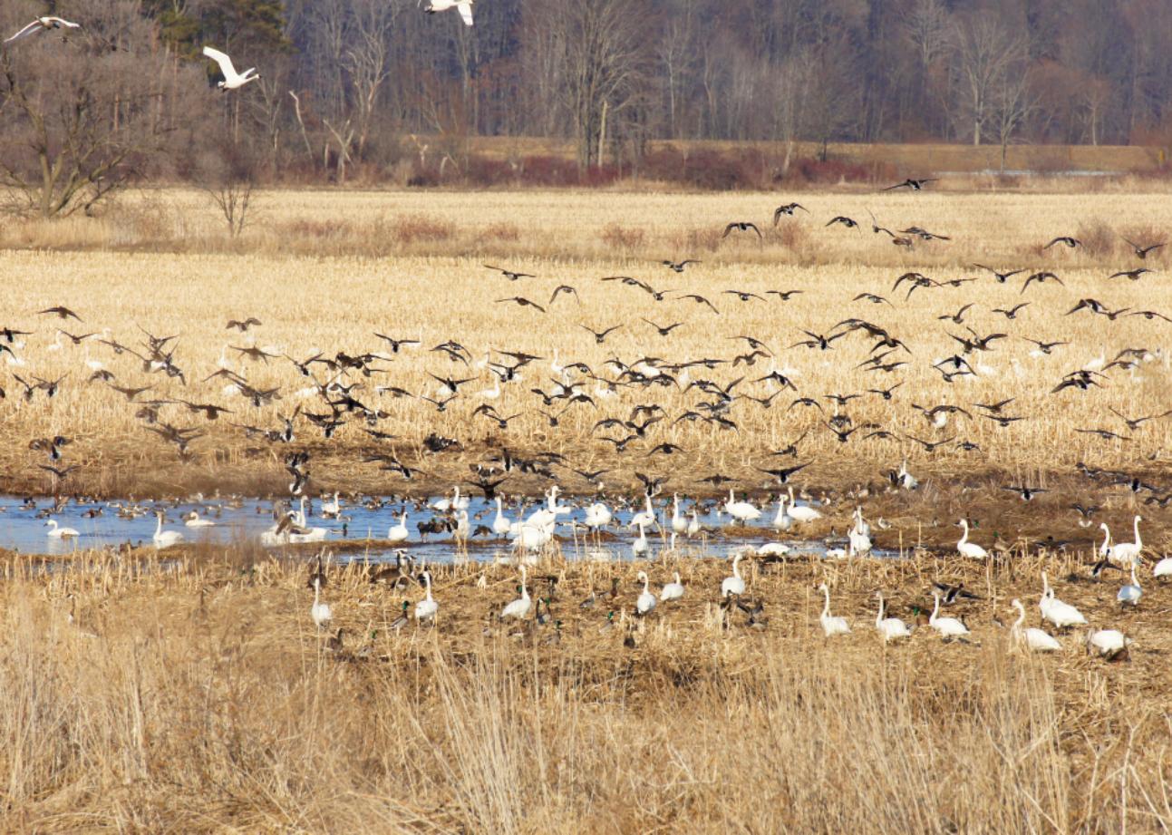 Ohio 2022 Sugar Island Preserve Restoration Project by One Tree