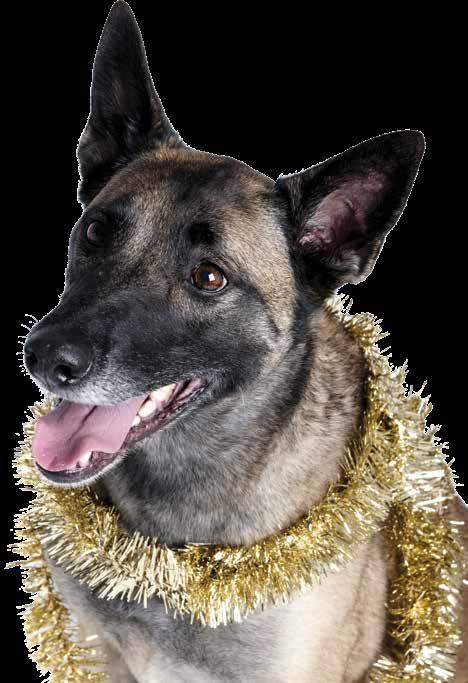 Cover for SHELTER STORIES